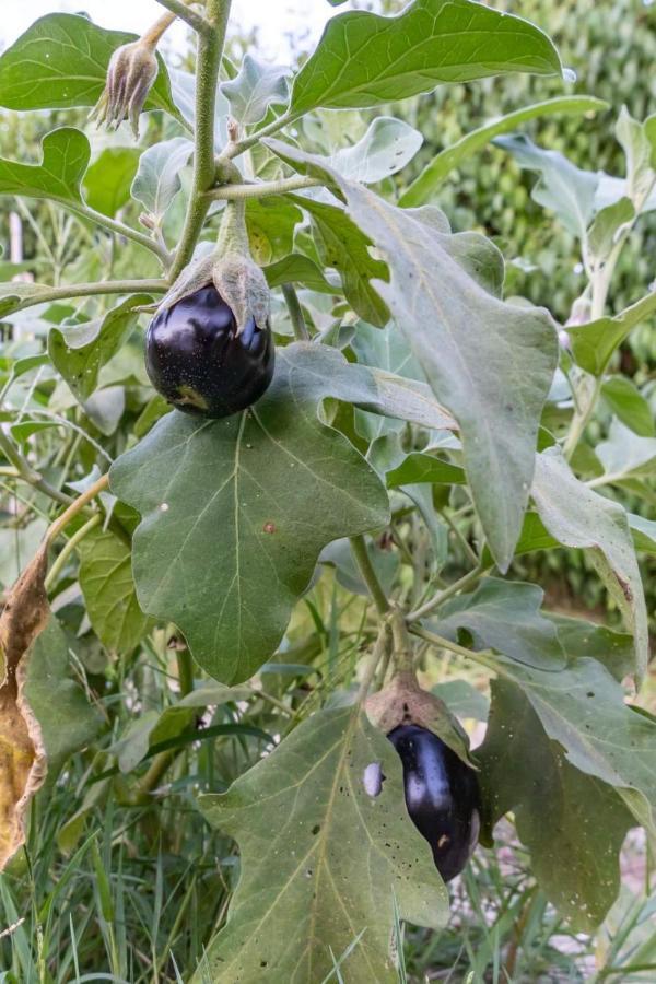 Platanos Villa วาซีลีกี ภายนอก รูปภาพ
